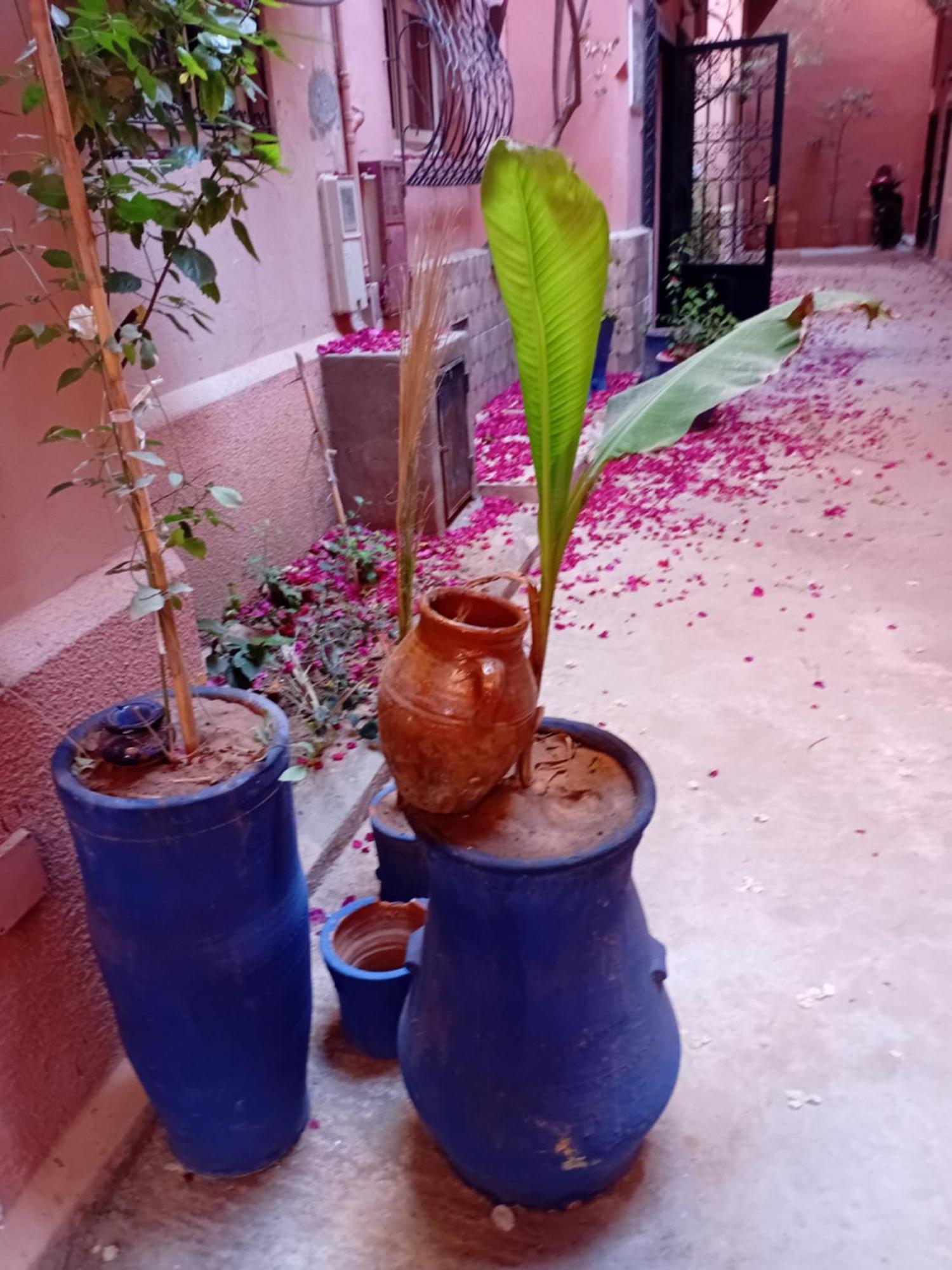 Riad Le Shams مراكش المظهر الخارجي الصورة