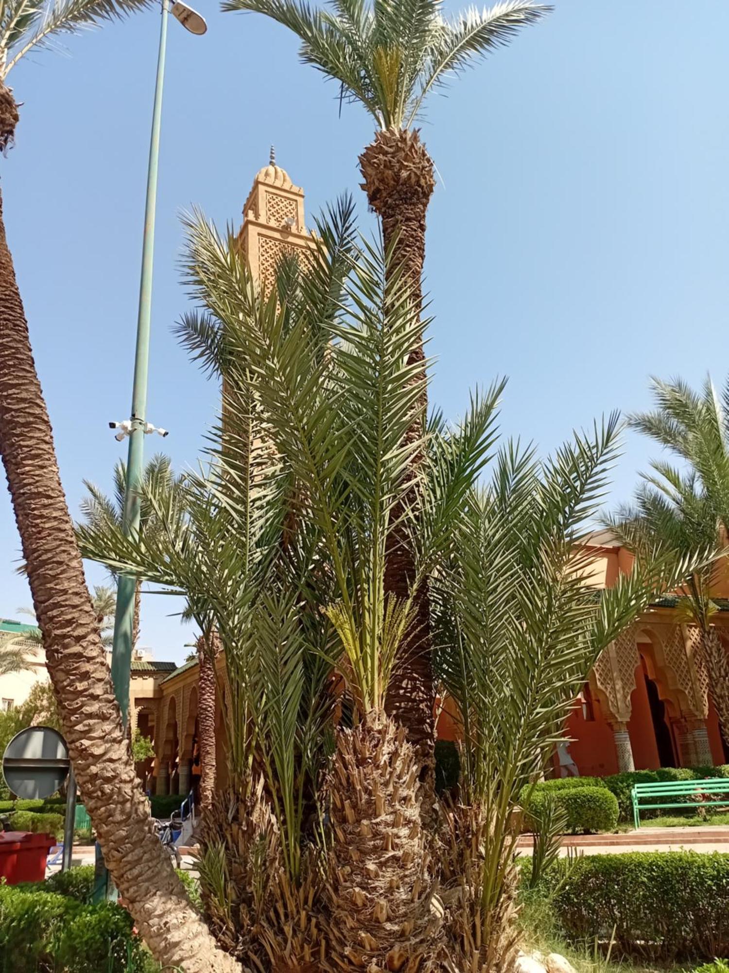Riad Le Shams مراكش المظهر الخارجي الصورة